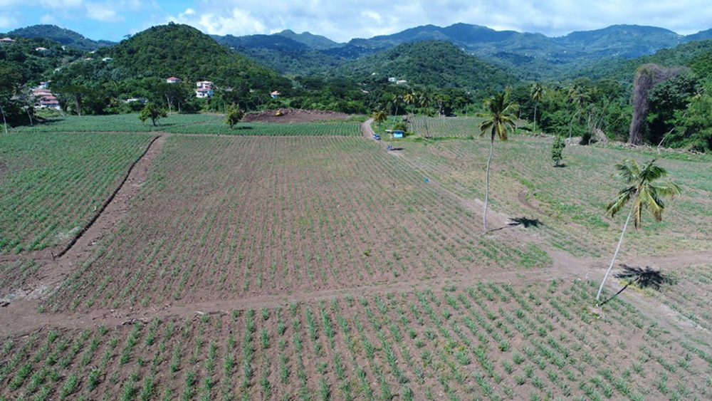 CaneCo, grenada, caribbean, propogate, cultivate, farm, superior, sugar cane, superior sugar cane, harvests, premium, booker tate, cane growing, terroirs, leading cane experts, renegade rum, renegade rum distillery, St George’s Grenada, agricultural services, cane juice, distillation, grenadian business, provenance, microclimate and soil, maran facility, farmers and landowners, seed cane, Mark Reynier, distiller, Bertrand John, director of agriculture, Graham Williams, director, Isaac Charles, nurseryman, Valma Jessamy, environmental consultant, Duncan Butler, agronomist, sugar cane varieties, distillery and mill, Pearl Grenada, oak barrels, we’re looking for good land good people, want to farm?, own 5+ acres?, cane supply agreement, land lease, management contract, get involved