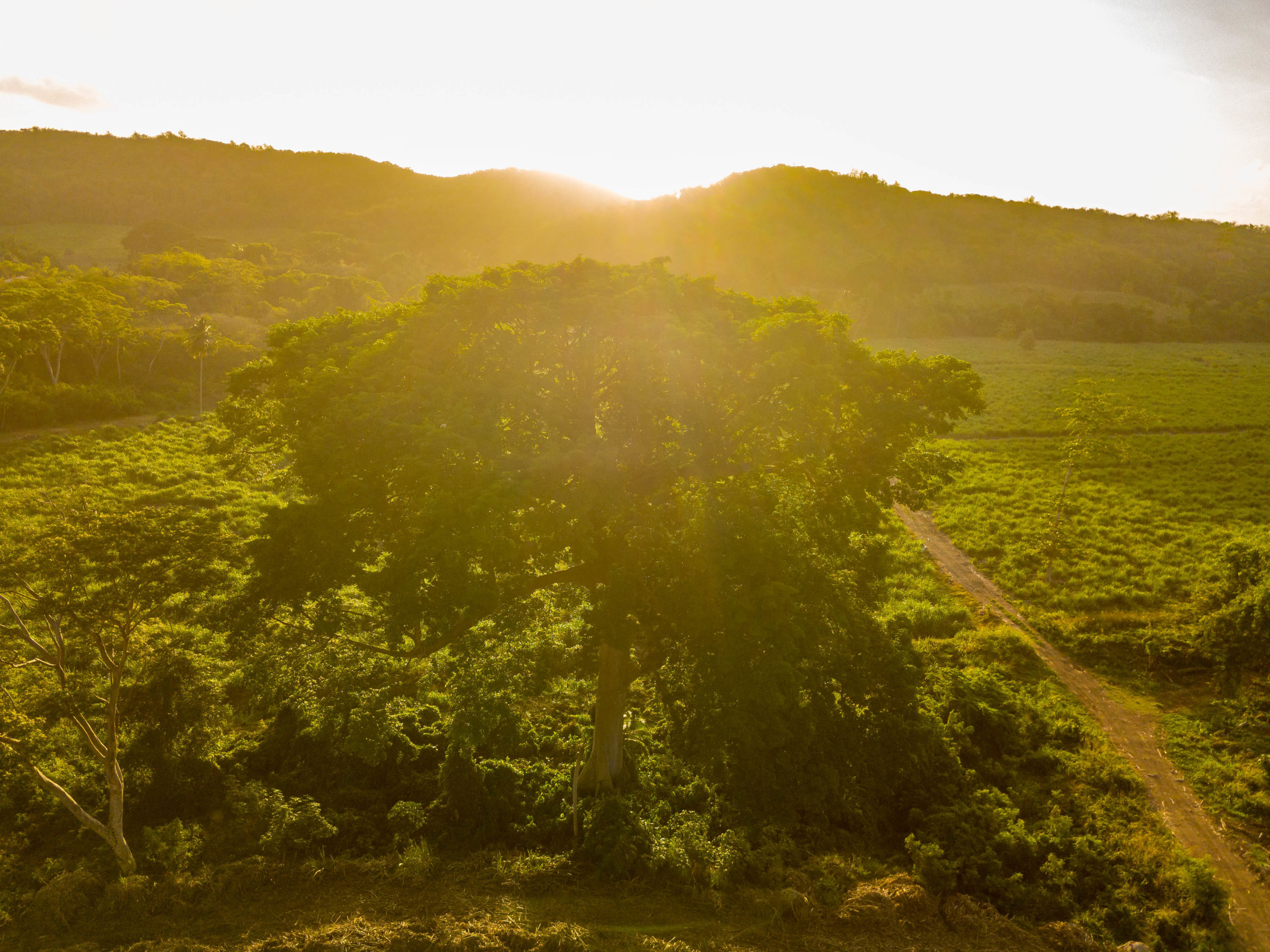 Beware The Mystical Silk Cotton Tree: Haunted Caribbean