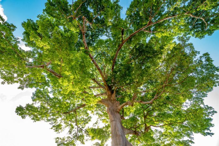 Beware The Mystical Silk Cotton Tree: Haunted Caribbean